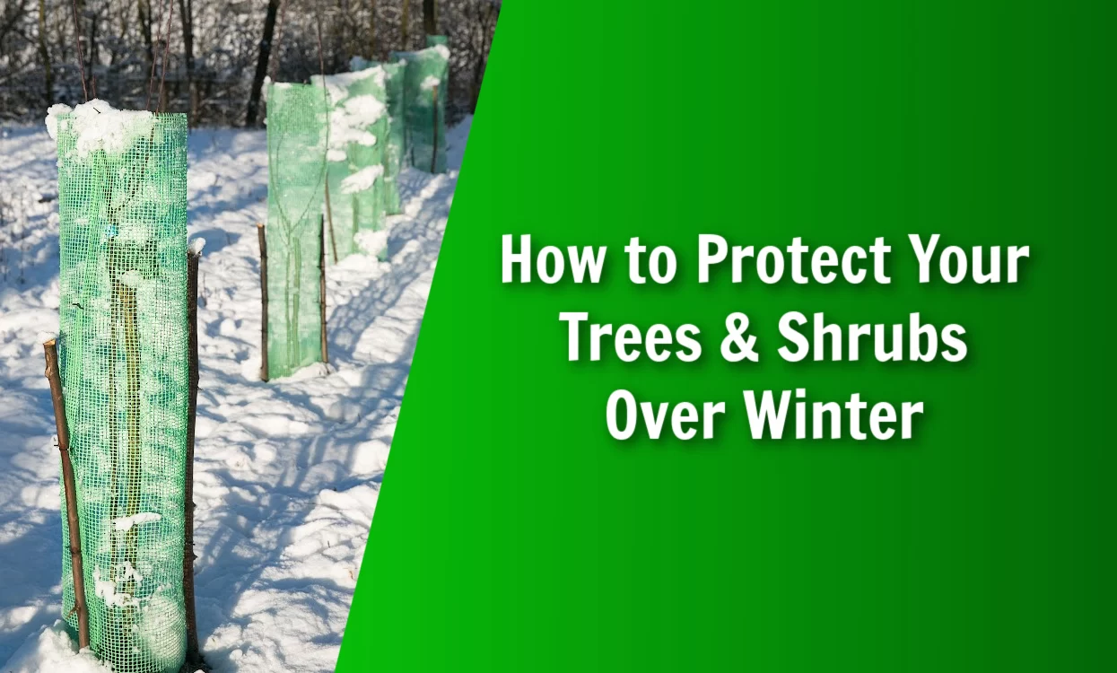 How To Protect Trees And Shrubs Over Winter | Natures Lawn & Garden