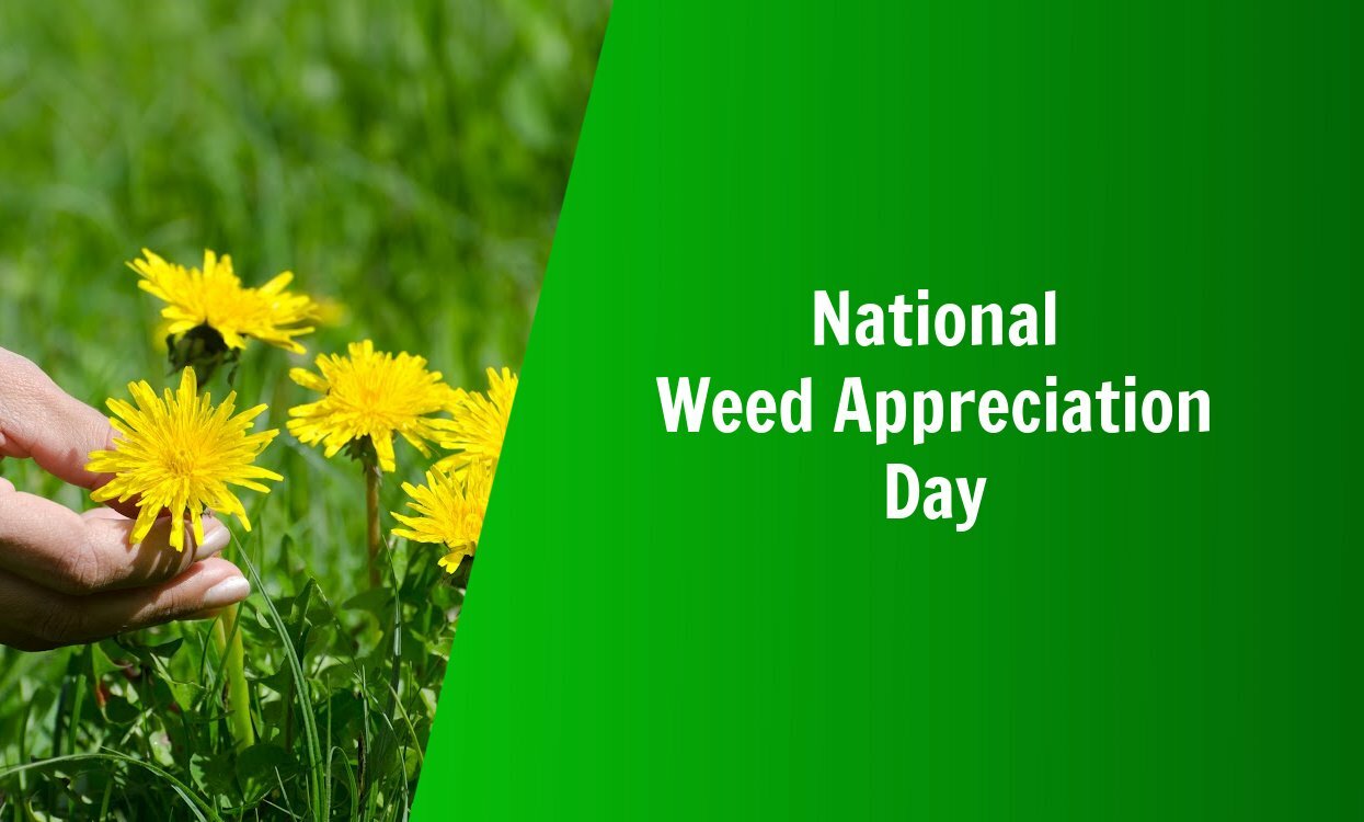 national-weed-appreciation-day-natures-lawn-garden